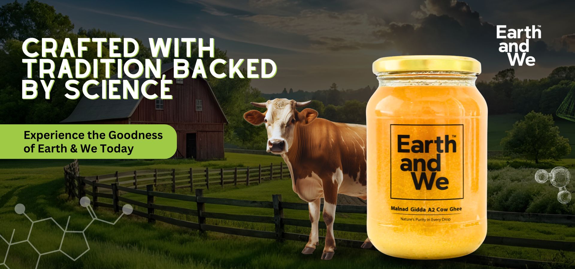 Malnad Gidda A2 Cow Ghee in a jar with a cow in a farm setting, showcasing traditional bilona craftsmanship.